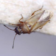 Cymus melanocephalus