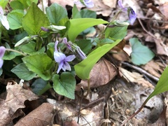 Viola rostrata