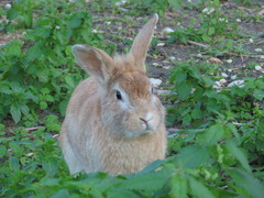 Oryctolagus cuniculus domesticus
