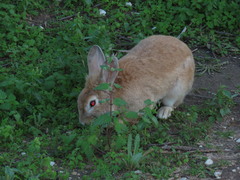 Oryctolagus cuniculus domesticus