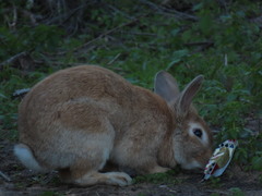 Oryctolagus cuniculus domesticus