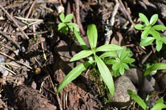 Moehringia macrophylla