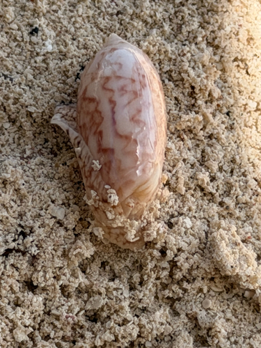 oliva reticularis, 2026-08-08