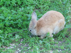 Oryctolagus cuniculus domesticus