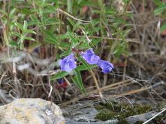 Scutellaria angustifolia