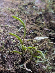 Jacquiniella globosa