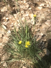 Scorzonera laciniata