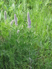 Lupinus leucophyllus