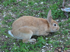 Oryctolagus cuniculus domesticus