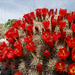 Mojave Mound Cactus - Photo (c) Tony Frates, some rights reserved (CC BY-NC-SA)
