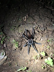 Sericopelma embrithes