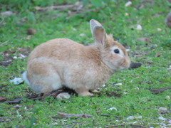 Oryctolagus cuniculus domesticus