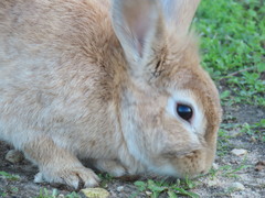 Oryctolagus cuniculus domesticus