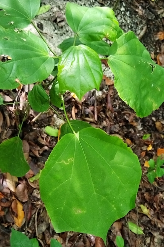 Hampea trilobata