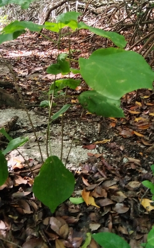Hampea trilobata, photograph 2