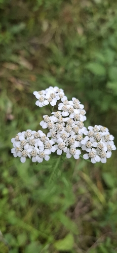common yarrow