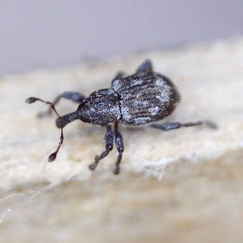 Duckweed Weevil photo 3