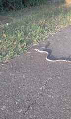 Thelotornis capensis