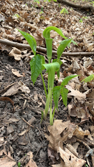 Arisaema triphyllum