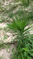 Liatris pycnostachya