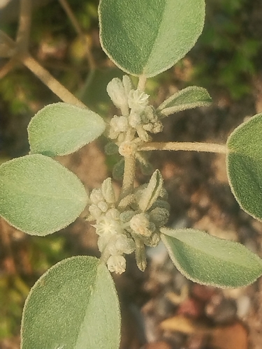 Croton lindheimerianus, photograph 5