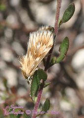 Cynaeda gigantea