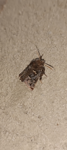 Semyra incisa