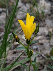 Linum campanulatum