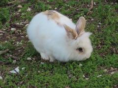 Oryctolagus cuniculus domesticus