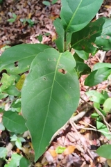 Coccoloba barbadensis