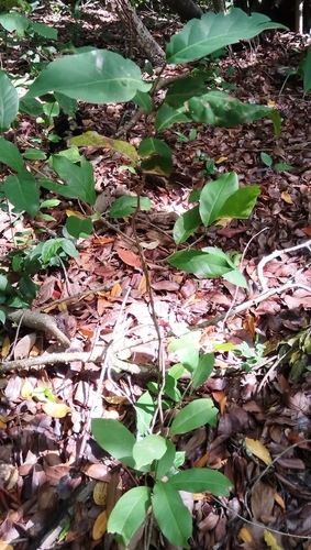 Coccoloba barbadensis, photograph 2