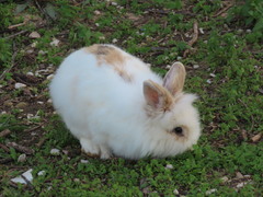 Oryctolagus cuniculus domesticus