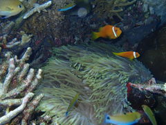 Amphiprion nigripes