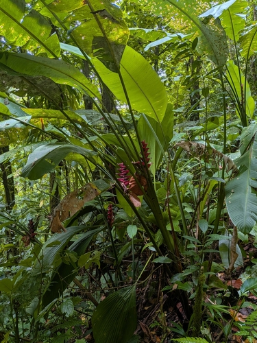 Heliconia caribaea, photograph 5