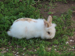 Oryctolagus cuniculus domesticus