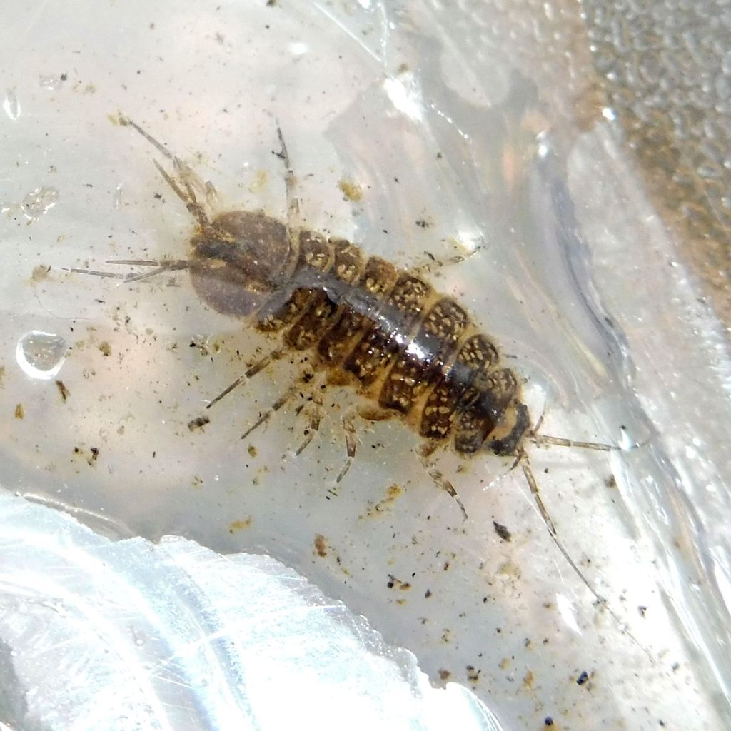 Proasellus meridianus meridianus