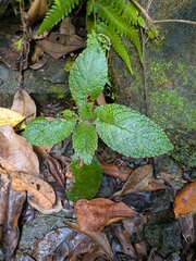 Chrysothemis melittifolia, photograph (c) Guillaume Delaitre, some rights reserved (CC BY)