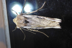 Xylena curvimacula