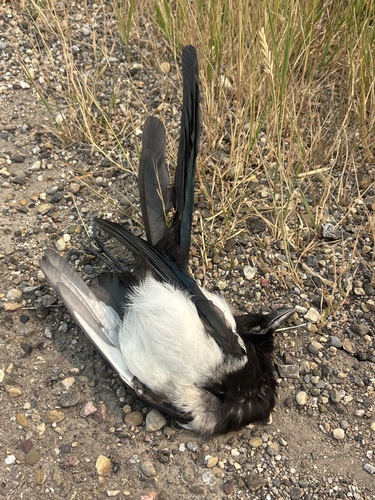 Black-billed Magpie