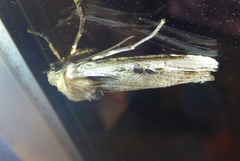 Xylena curvimacula