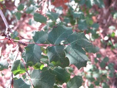 Berberis swaseyi