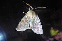 Orthosia rubescens