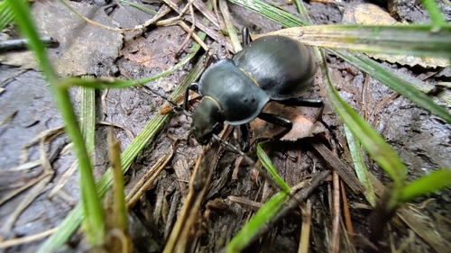 smooth ground beetle