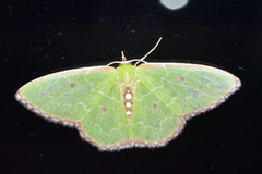 Nemoria lixaria