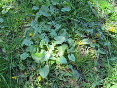 Ficaria verna