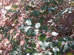 Berberis swaseyi