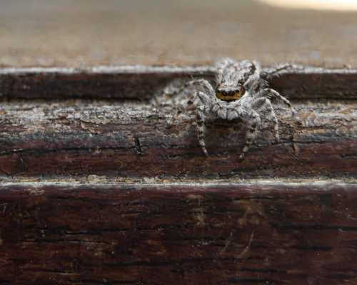 Gray Wall Jumping Spider