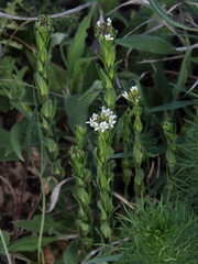 Arabis sagittata