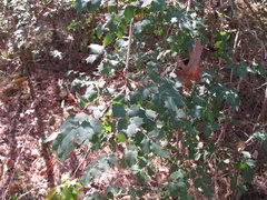 Berberis swaseyi