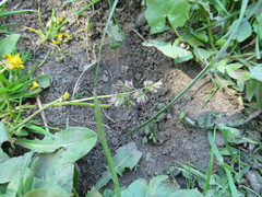 Poa annua